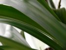 Amaryllis plant leaves