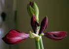 Amaryllis about to bloom