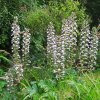Au jardin, un bouquet d'acanthes, Bosdarros, Béarn