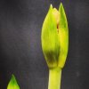 Amaryllis getting ready to bloom