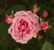 Rose...rose