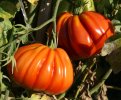 Tomate "cœur de bœuf"