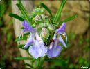 Dame fourmi sur fleurs de romarin