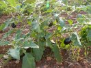 Aubergine field on Cyprus