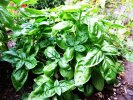 Basil Basilico Ocimum basilicum albahaca (Thai Basil)
