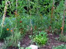 kitchen garden