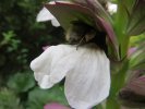 Au jardin, le bourdon est là