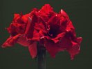 Amaryllis