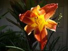Amaryllis flower orange red