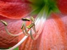 Amaryllis at the National Botanical Garden in Washington, D.C