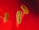 Amaryllis macro