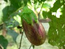 Aubergine, Bringal red