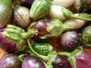 Aubergines diverses et variées