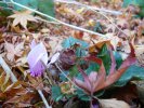 Automne au jardin