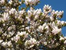 Magnolia de printemps