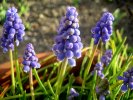 Muscari