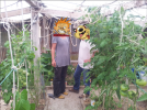 Calvin & hobbes dans les tomates