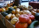 Curcubitacées