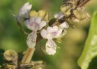 Fleurs de basilic