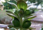 Fruit d' Acanthus mollis