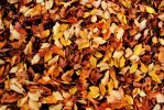 Automne