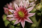 Fleur de joubarbe