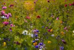 Jardin champêtre en Tourraine