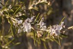 Romarin officinal - Rosmarinus officinalis