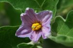 Eggplant Flower
