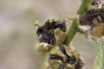 Punaise rouge (Pyrrhocoris apterus) sur une rose trémière