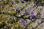 Rosmarinus eriocalyx