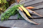 Carottes tricolores