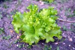 Salade
