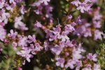 Fleurs de thym vulgaire