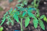 Plant de tomate