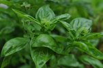Basilic
