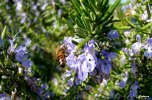 Le bourdon profite encore des fleurs du romarin !
