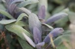 Sauge officinale bicolore