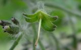 Formation du fruit