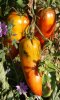 Tomate "cornue des Andes"