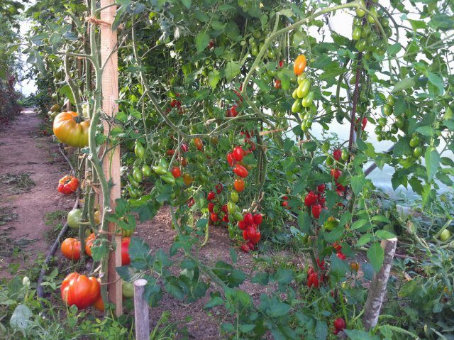 Tomates Tomates
