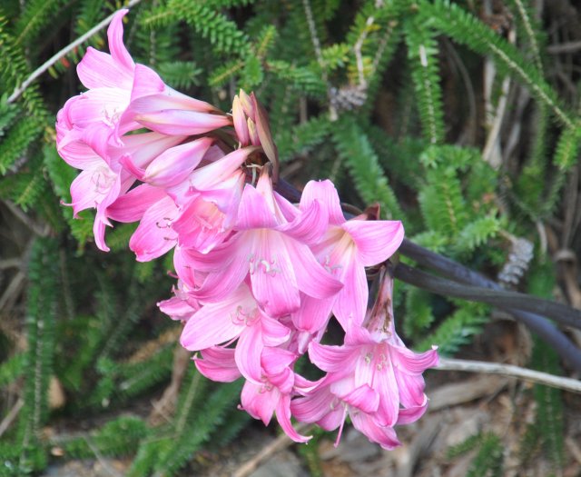 Amaryllis belladonna 'Kimberley' Amaryllis belladonna 'Kimberley'