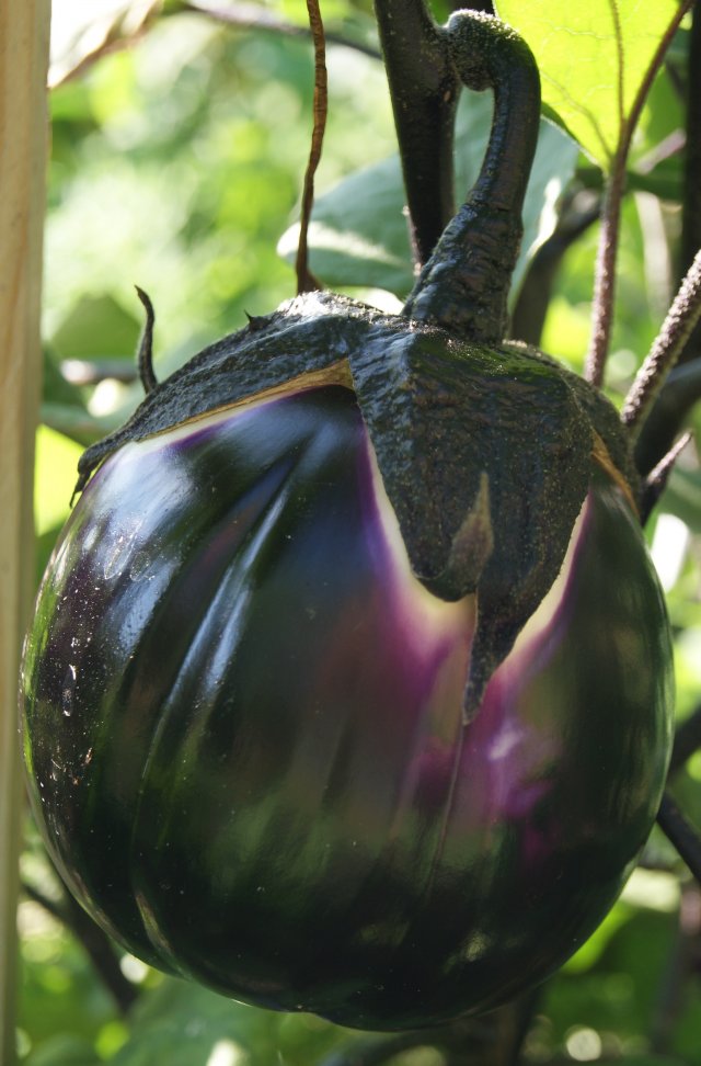 Aubergine Aubergine