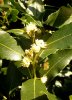 Laurier-sauce en fleurs