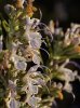 Romarin officinal - Rosmarinus officinalis