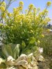 Chinese cabage blossoms