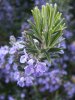 Rosmarinus officinalis