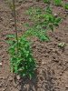 Solanum lycopersicum, Solanaceae, Tomato