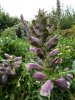 Jardins de Valloires - Acanthe