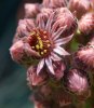 Fleur de joubarbe